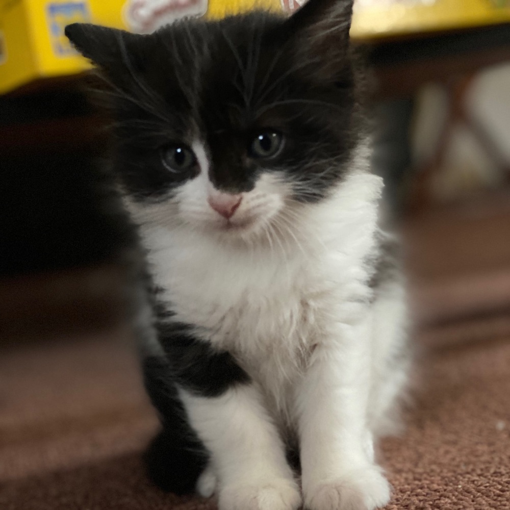 Meet your Posher, Jackelene
